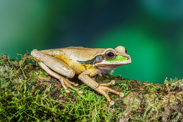 Fototapeta premium Masked Tree Frog Smilisca phaeota Close-up