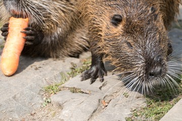 nutria farm on a river