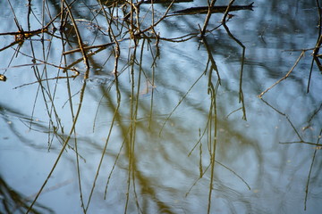 Water nature reflexions of plants during spring
