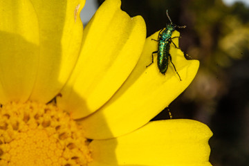 Macro shoot of a flower with a bug