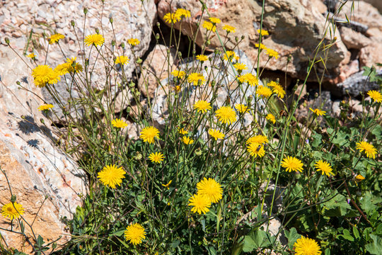 Spring flowering Leontodon hispidus plant known as bristly hawkbit and rough hawkbit growing on the seaside of a rocky beach in the south of Athens, Greece.