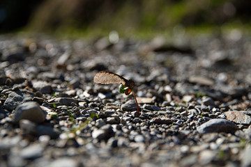 makro aufnahme eines keimenden ahorn samen auf einem schotterweg, macro of a maple seed germinating growing on a gravel path