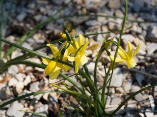 Narcissus triandrus 'hawera' | Narcisse des glénan aux petites fleurs penchées en forme de trompette entourée de fin pétales étoilées jaune canari 
