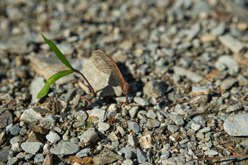 makro aufnahme eines keimenden ahorn samen auf einem schotterweg, macro photo of a germinating...