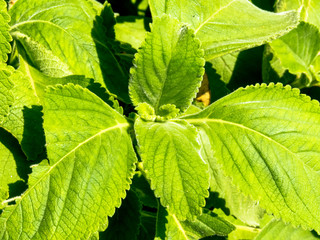 Boldo: Green plant named Boldo da Terra in Brazil. Plant used to make tea e produtos medicinais