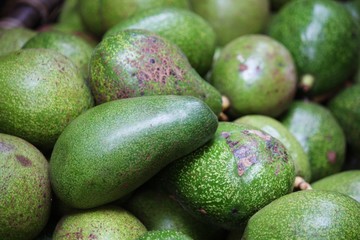 pile of fresh green Raw Avocado unripe fruit SELECTIVE FOCUS