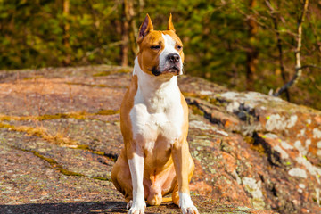  dog american staffordshire terrier in nature in the forest. tinted photo