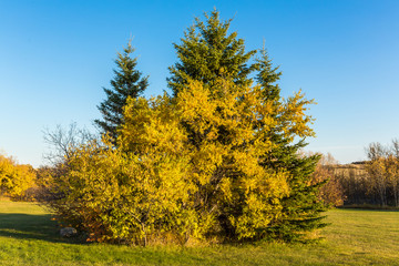 Autumn Foliage