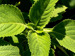 Boldo: Green plant named Boldo da Terra in Brazil. Plant used to make tea e produtos medicinais