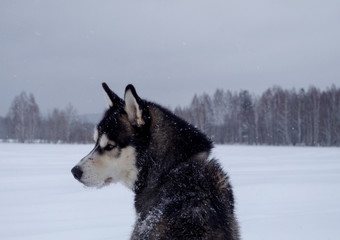 siberian husky dog