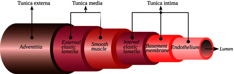In general, the blood vessel wall has three layers, which are named from outside to inside how: tunica externa, tunica media and tunica intima. This is the best vector to illustrate the vessel wall