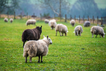 Scottish sheep in the rain on the pasture, Highlands, Scotland