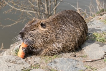 nutria farm on a river