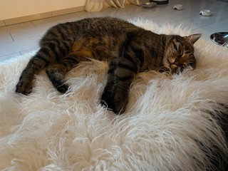 Katze tiger schläft auf einem flell