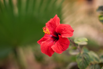 Red karkade flower in the garden. Hibiscus flower