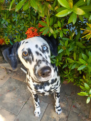 dálmata com heterocromia no jardim