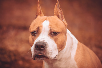  dog american staffordshire terrier in nature in the forest. tinted photo