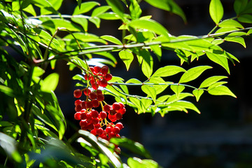 Red berries on a branch on sunny day