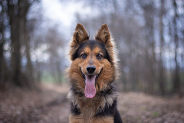 Bohemian Shepherd Portrait in the Forest