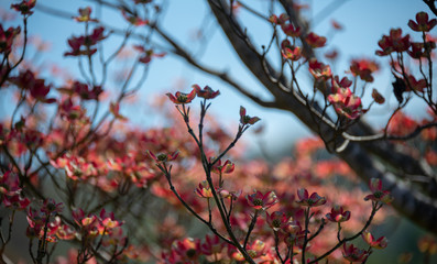Pink Dogwood Tree, in Bloom