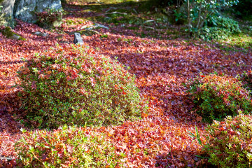 Ground of Japanese style garden full of red maple leaves 