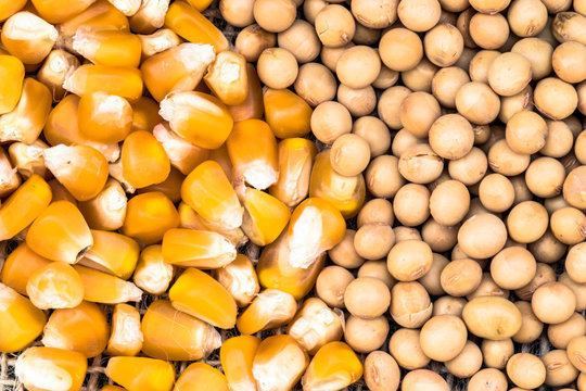 soybean and corn seeds in Brazil