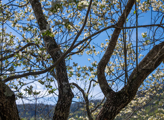 Flowering Dogwood Tree