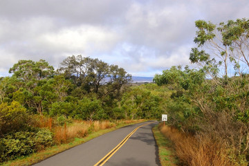 Fototapeta na wymiar Hawaii Big Island nature background. Mauna Loa lower level landscape. Scenic morning view with paved road to the summit between tress and bushes.