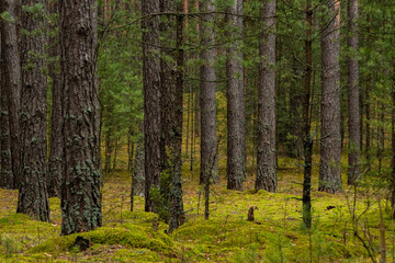 Fototapeta na wymiar Beautiful pine forest in Russia