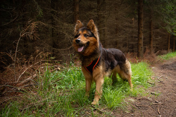 Bohemian Shepherd Portrait in the Forest