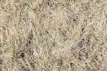 Texture of beautiful dry grass and green