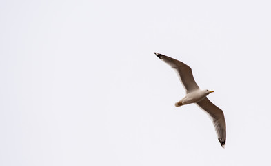 Lone white gull close up in flight