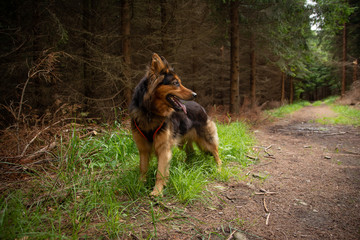 Bohemian Shepherd Portrait in the Forest