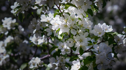 Apple blossom on a bright sunny day in April