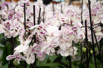 Background with lots of floral Orchid texture.