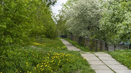 Blossoming trees and grasses in the park
