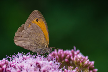 Fototapeta Motyl siedzący na kwiecie obraz