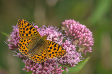 Motyl na kwiecie