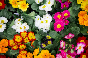 Bright background with lots of floral texture.