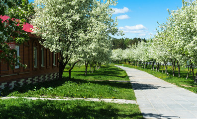 Sun-drenched alley of flowering apple trees in April