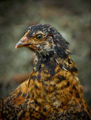 Portrait of young red chickens.