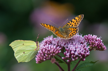 Fototapeta Motyl na kwiecie obraz