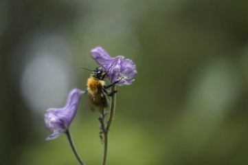 A red bumblebee sits on a lilac flower against a blurred background of green grass