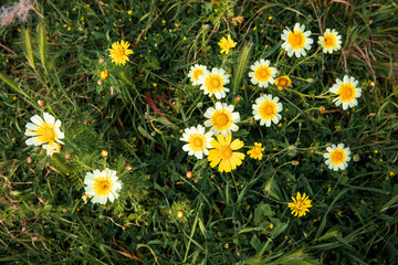 Fototapeta premium Spring blooming Glebionis coronaria called Chrysanthemum coronarium from the species of flowering plant in the daisy family - Athens, Greece.