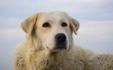 Golden Retriever dog isolated on white background. Purebred dog lying on beach and looking distant. Closeup of a brown Retriever puppy sitting at seaside.