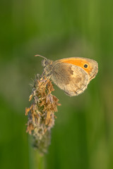 Motyl siedzący na suchej trawie
