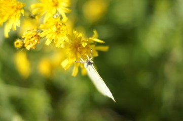 A cabbage butterfly sits on mother-and-stepmother flowers against a background of green grass