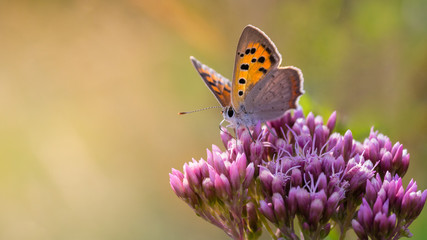 Obraz premium Motyl siedzący na kwiecie
