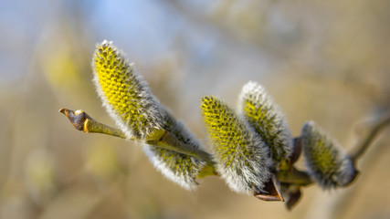 
willow flowers on a background of blue 