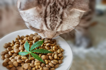 CBD Hemp Food Delicacy for Dogs and Cats in dishes with the green leaf of hemp close up - CBD cannabis treats and medical marijuana for pets concept